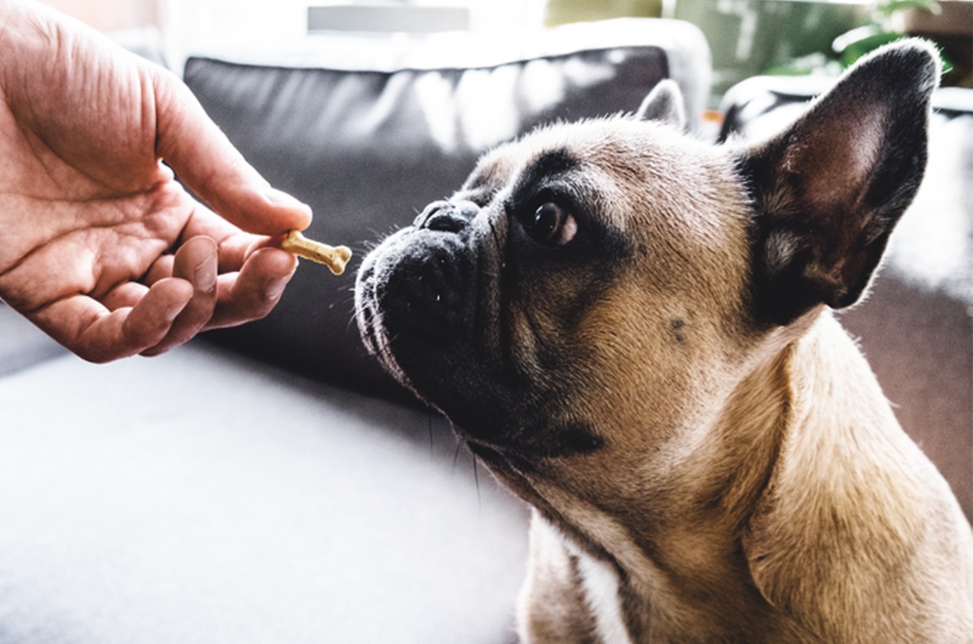 dog gets treat