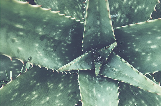 Aloe Vera The Hydrating Medicinal Plant Carrera